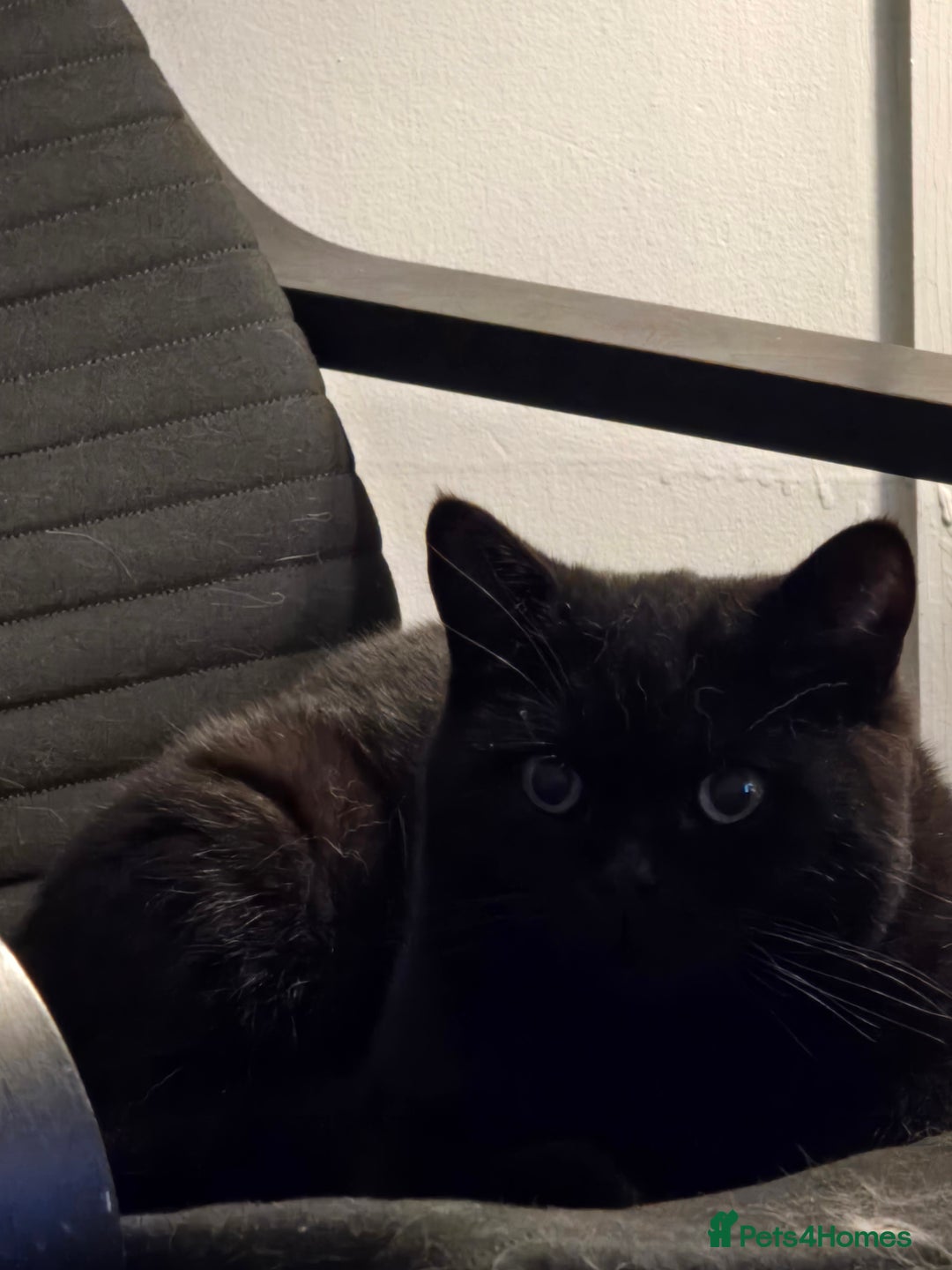 British Shorthair cats for sale: Black british short hair  - Image 3