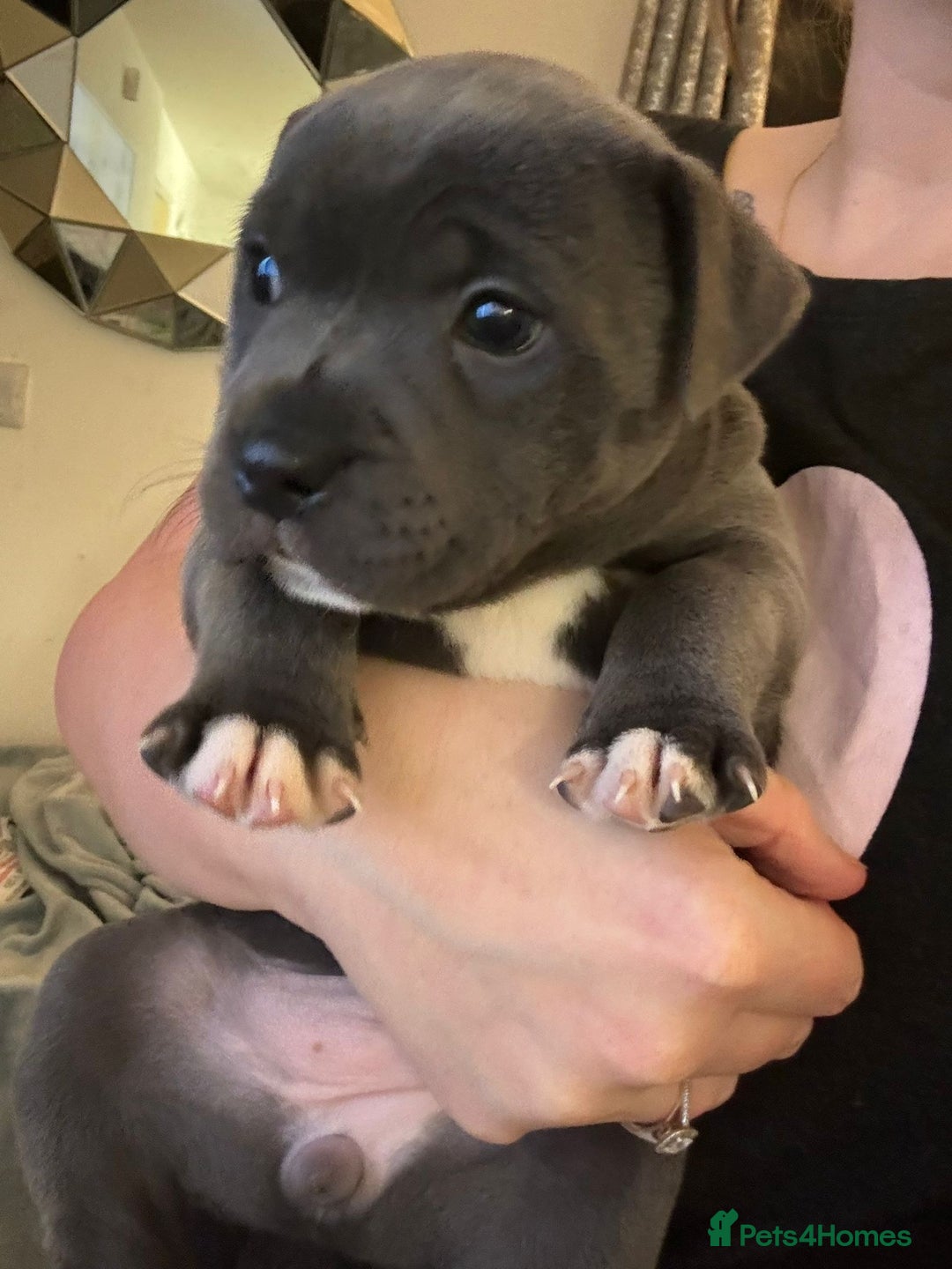 Staffordshire Bull Terrier dogs for sale: kc registered blue staffys due on 23/24th July  - Image 5