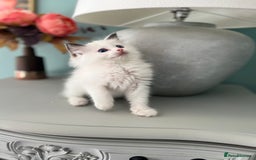 Ragdoll cats for sale: TICA Registered Bicolour boy - Image 5