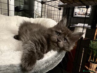 Maine Coon cats Maine coon kittens - Advert 3