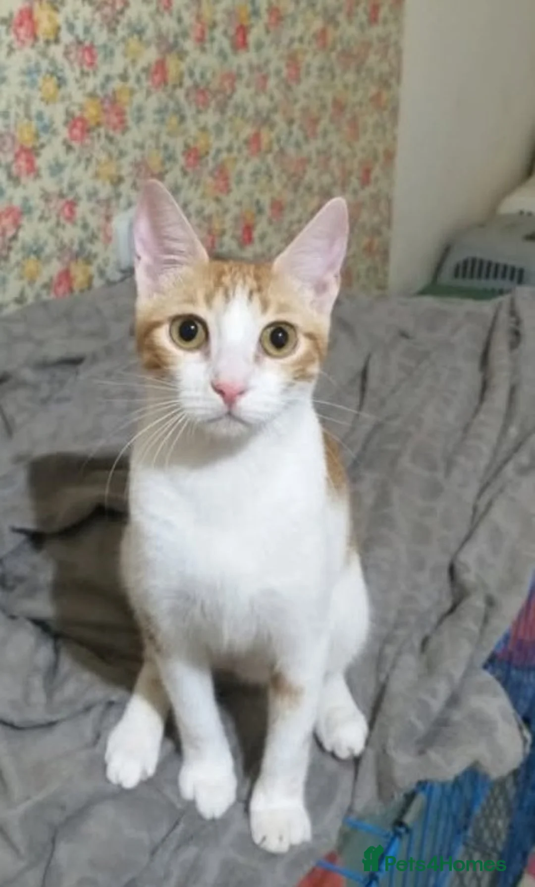 Mixed Breed cats for adoption: Delilah🧡Petite and sweet 🧡 - Advert 2