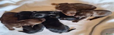 Cocker-Terripoo