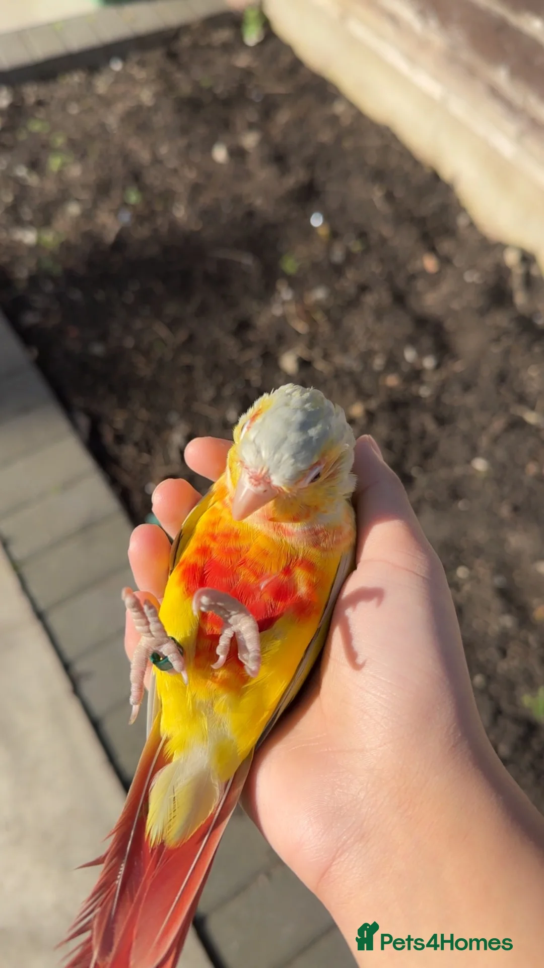 Conures birds for sale: Free flight trained baby conure  in Bolton - Advert 1