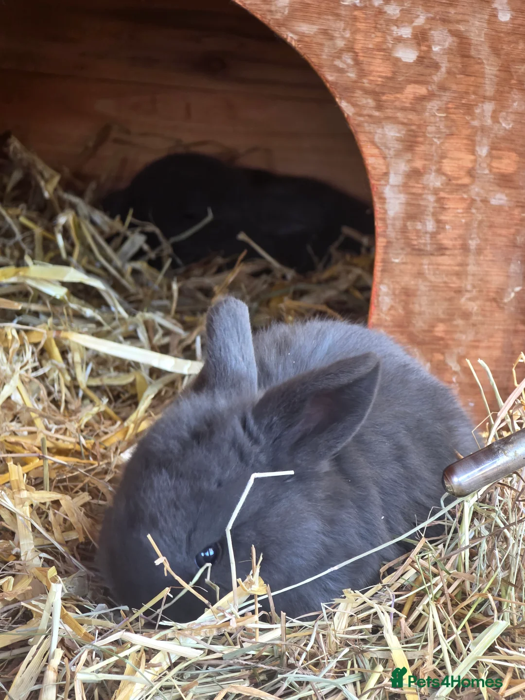 English Lop rabbits for sale: English lops rabbits 2 adults 2 babies - Advert 3