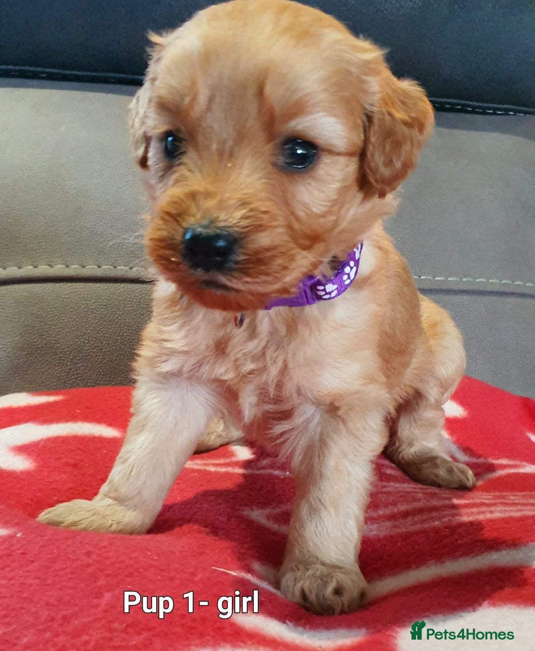 Goldendoodle dogs for sale: F1B Miniature Golden Doodles - Advert 4