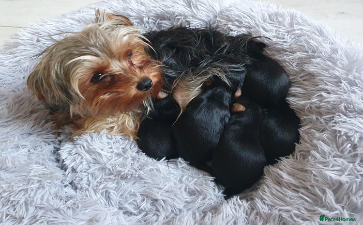 Yorkshire Terrier dogs - Advert 1