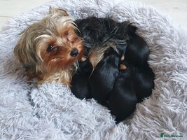 Yorkshire Terrier dogs Yorkshire terrier puppies - Advert 14