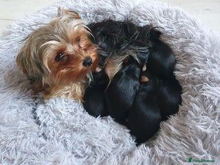 Yorkshire Terrier dogs - Advert 3