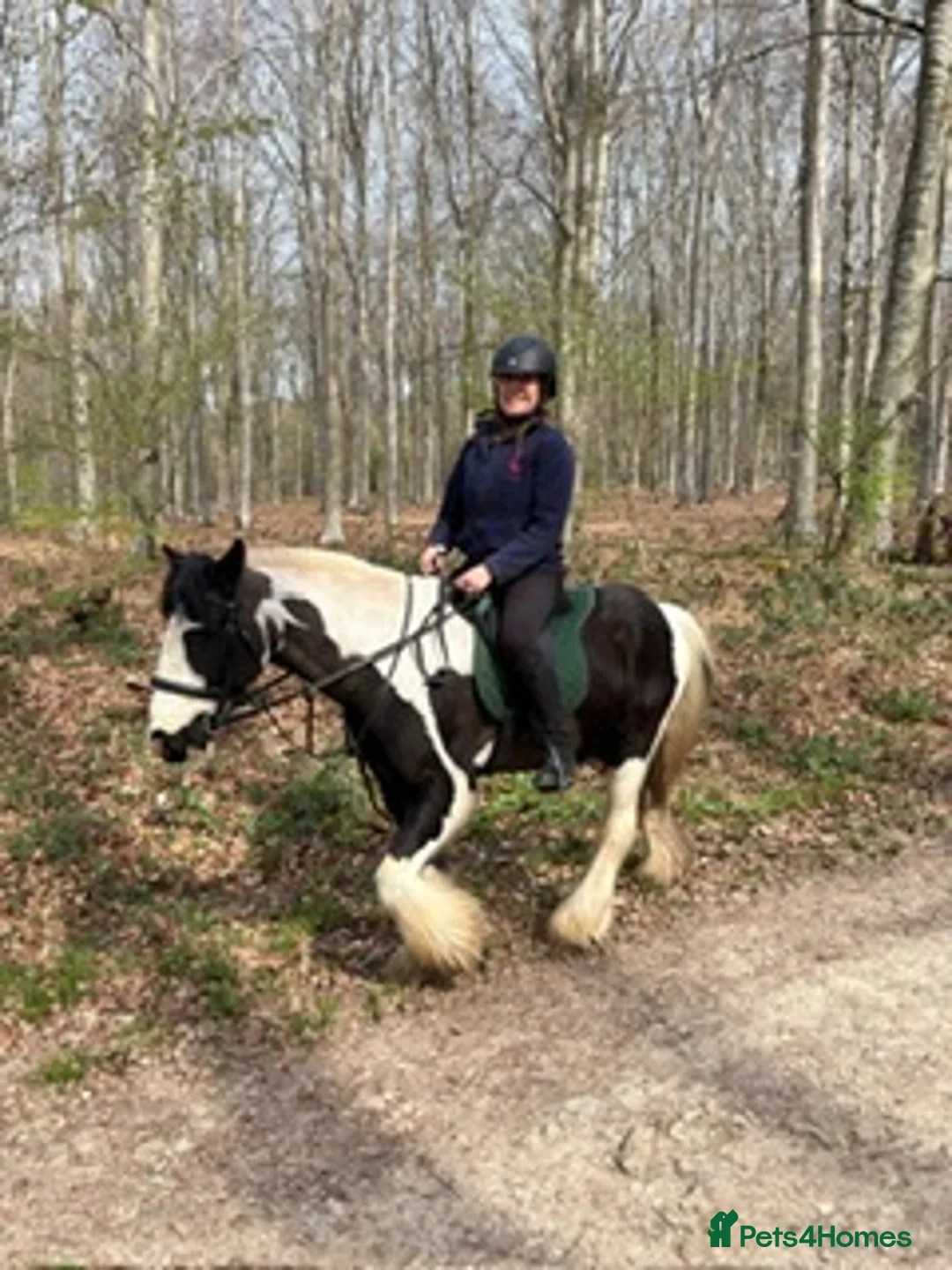 Riding pony horses for sale: Piebald Cob 13.2  in Bognor Regis - Advert 2