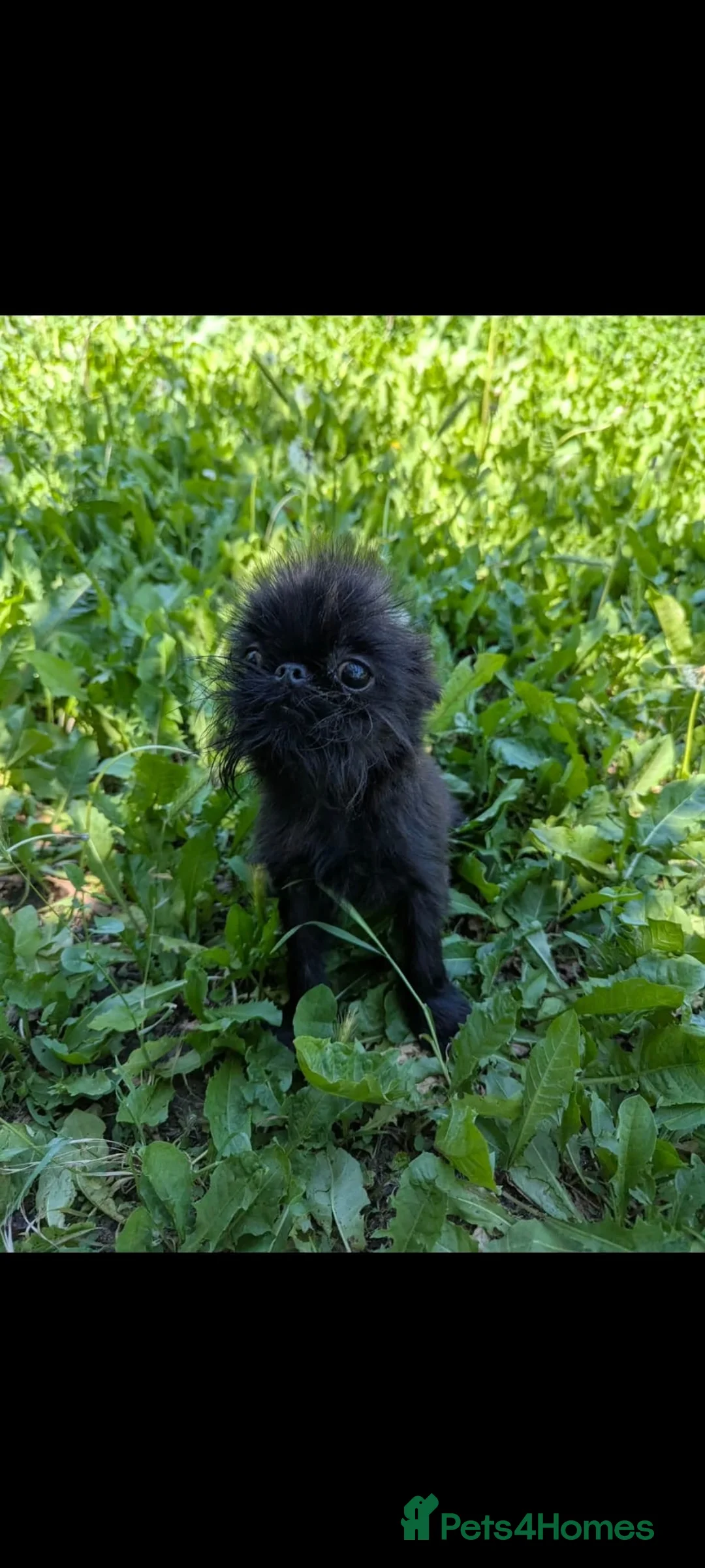 Griffon Bruxellois dogs for sale: Tiny Black Male in Holmfirth - Advert 7
