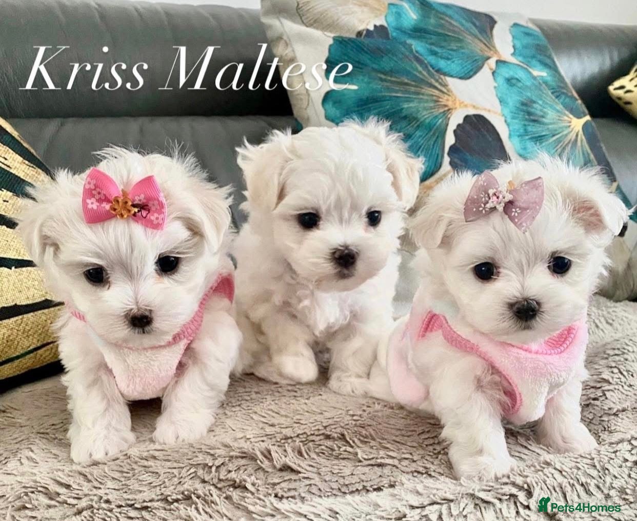 Maltese dogs ✨Outstanding KC korean bloodine Maltese boy left✨ - Advert 10
