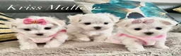 Maltese dogs for sale: ✨Outstanding KC korean bloodine Maltese puppies ✨ - Advert 1