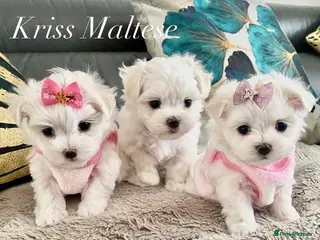 Maltese dogs ✨Outstanding KC korean bloodine Maltese boy left✨ - Advert 10