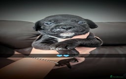 Mixed Breed dogs for sale: Cane corso cross  - Image 3