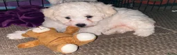Poochon dogs for sale: Cavapoochon  - Advert 3