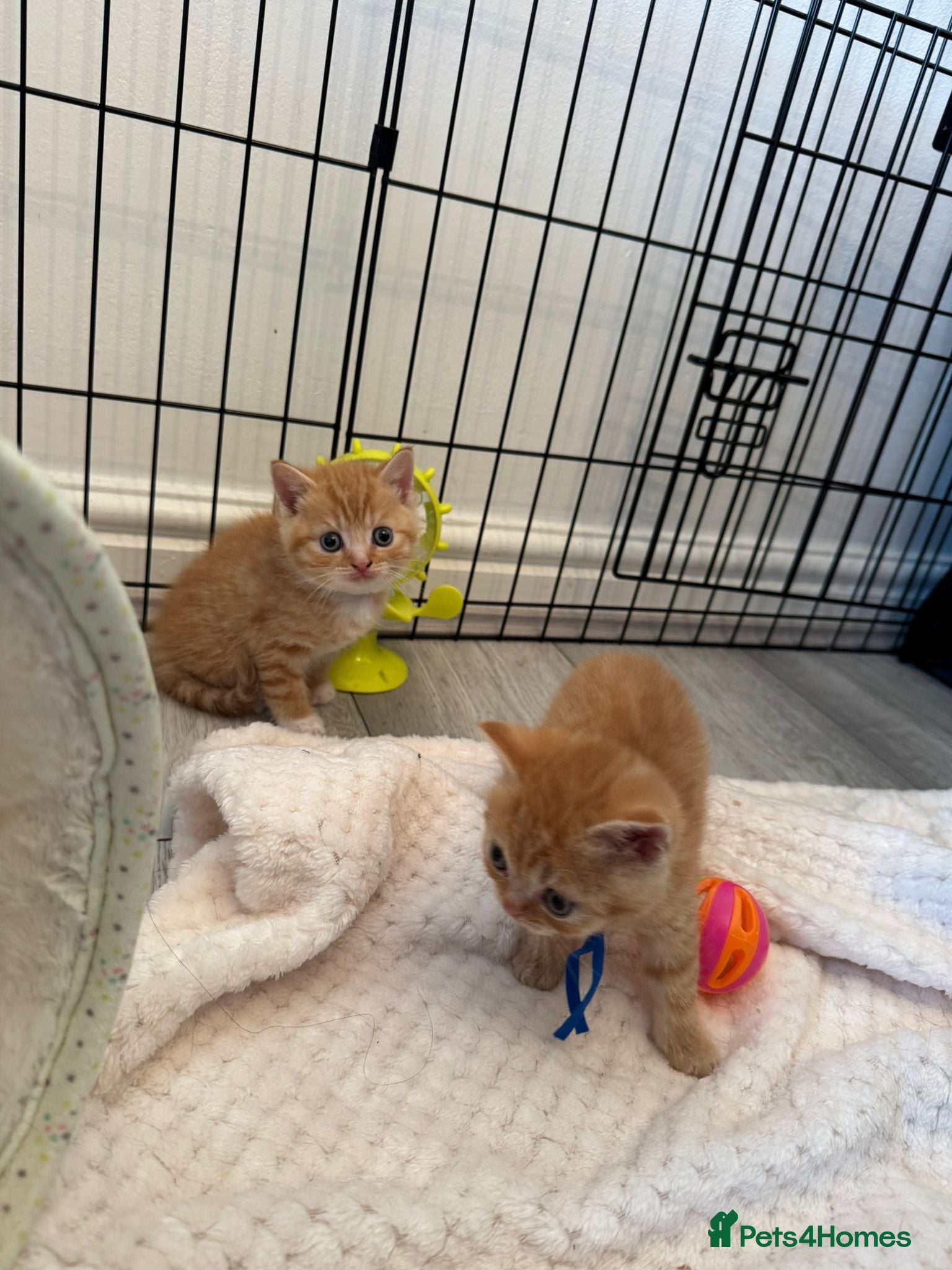 British Shorthair cats Beautiful British shorthair cross ocicat kittens - Advert 10