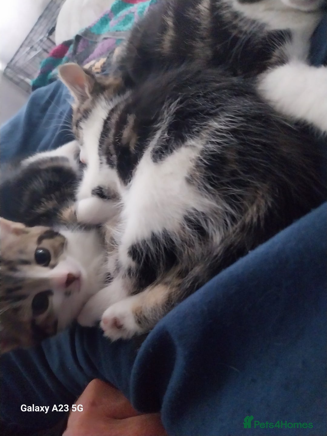 Mixed Breed cats for sale: Beautiful kittens for sale - Image 4