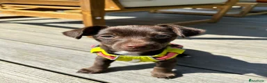 Mixed Breed Puppy 2