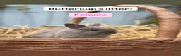 Netherland Dwarf rabbits for sale: Netherland Dwarf Baby Rabbits - Advert 2