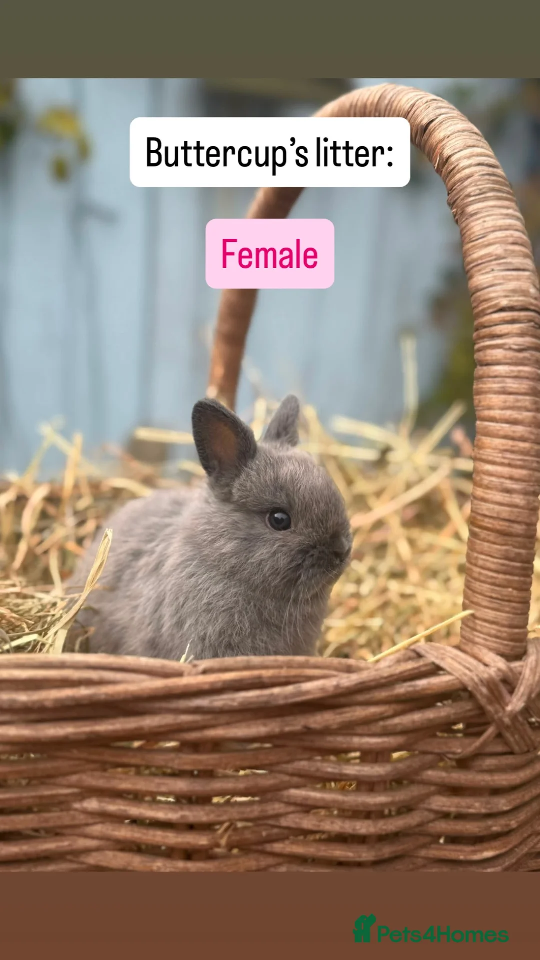 Netherland Dwarf rabbits for sale: Netherland Dwarf Baby Rabbits - Advert 2