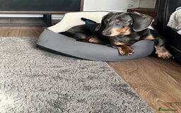 Dachshund dogs for sale: Male dachshund for sale  - Image 3