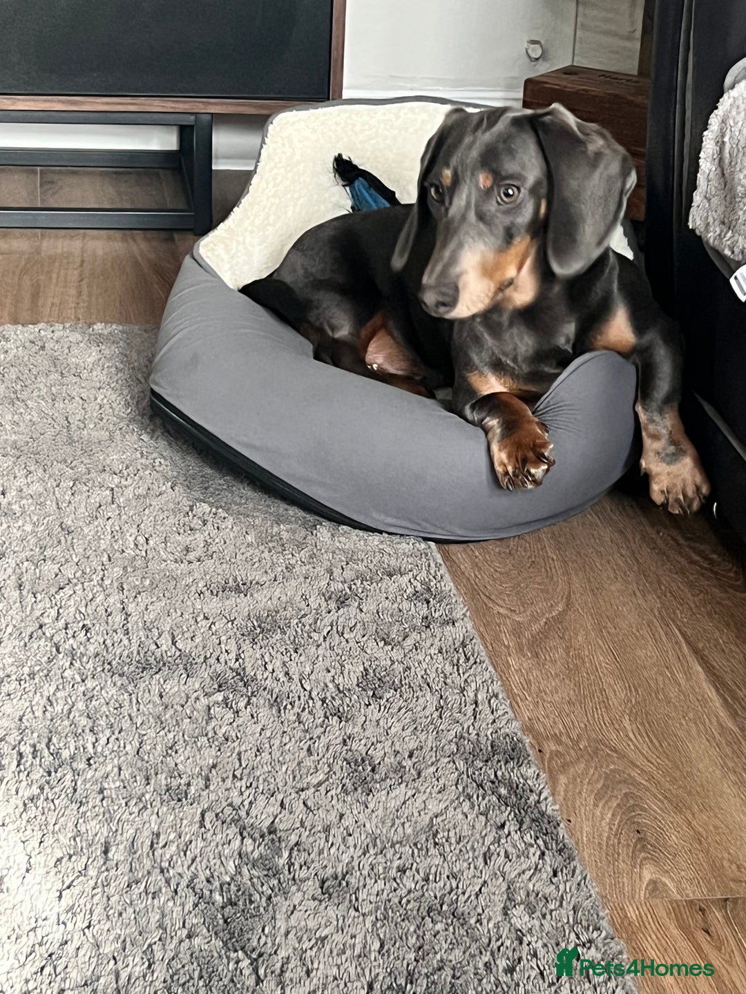 Dachshund dogs for sale: Male dachshund for sale  - Image 3