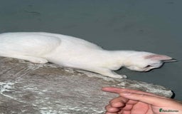 Mixed Breed cats for sale: Kittens for sale 6 months old  - Image 4