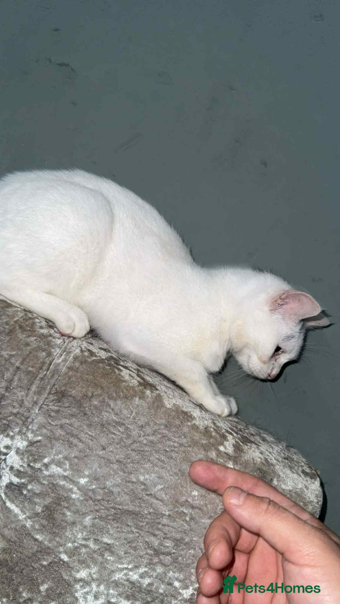 Mixed Breed cats for sale: Kittens for sale 6 months old  - Image 4