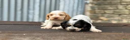 Cocker Spaniel dogs for sale: Stunning health tests show cockers  - Advert 14