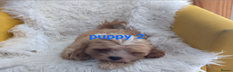 Mixed Breed dogs for sale: Adorable, dachshund/schnauzer/shichon x  in Margate - Advert 35