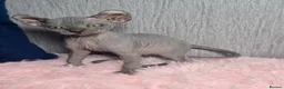Sphynx cats for sale: 🐾 Gorgeous Sphynx Kittens – Reservations Open! 🐾 - Advert 37