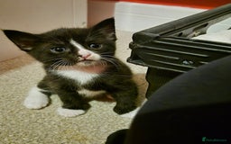 Mixed Breed cats for sale: Gorgeous black & white x tabby male kitten  - Image 2