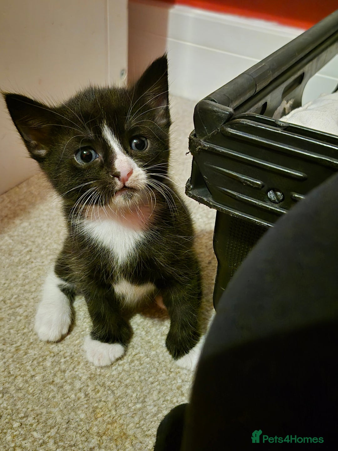 Mixed Breed cats for sale: Gorgeous black & white x tabby male kitten  - Image 2