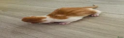 Mixed Breed cats for sale: Four mixed breed kittens in Bedford - Advert 7
