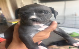 Mixed Breed dogs for sale: Pups for sale - Image 17