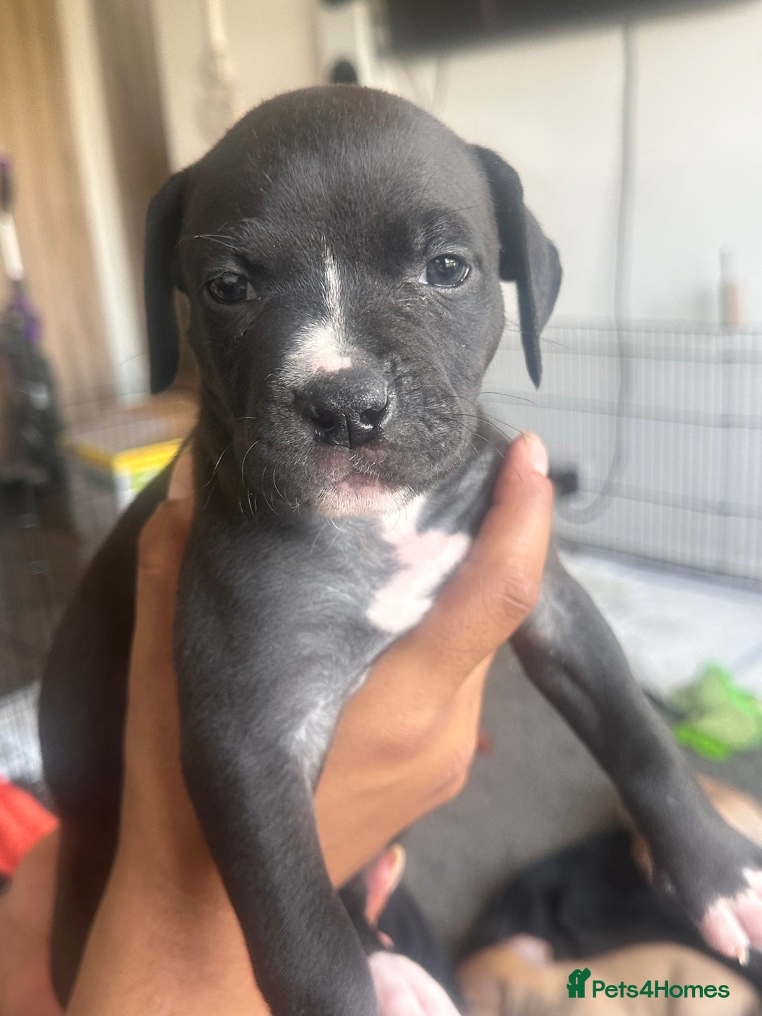Mixed Breed dogs for sale: Pups for sale - Image 17
