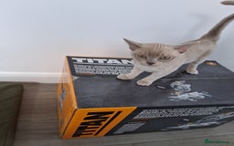 Burmese cats for sale: Registered burmese kittens available.  - Image 15