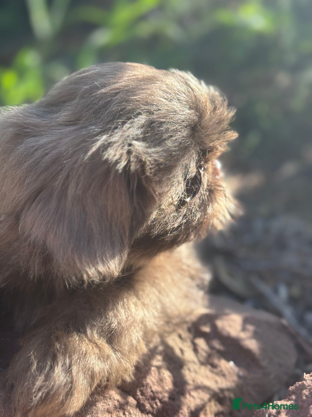 Shih Tzu dogs for sale: Shihtzus lilacs 5* KC REGISTERED - Image 4