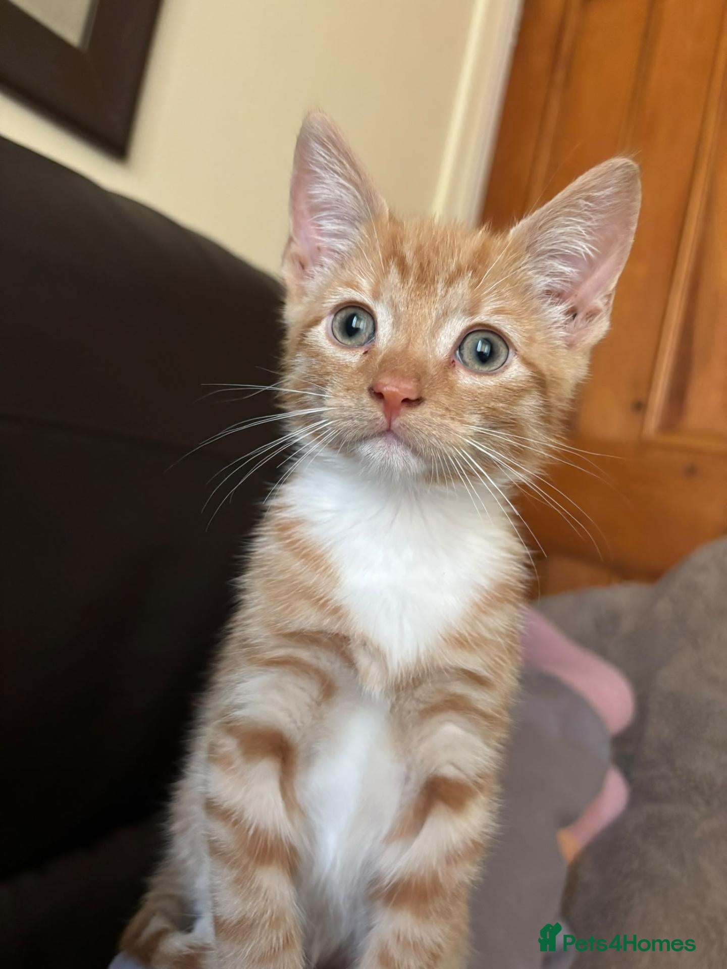 Mixed Breed cats Beautifully female ginger kitten - Advert 6