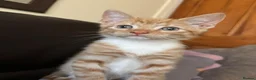Mixed Breed cats for sale: Beautifully female ginger kitten - Advert 1