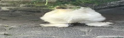 Chickens poultry for sale: Silkie x Silkie Male Chicken for Re-homing in Pevensey - Advert 5