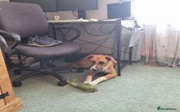Mixed Breed dogs for adoption: Sweet Armin looking for LOvE - Image 25