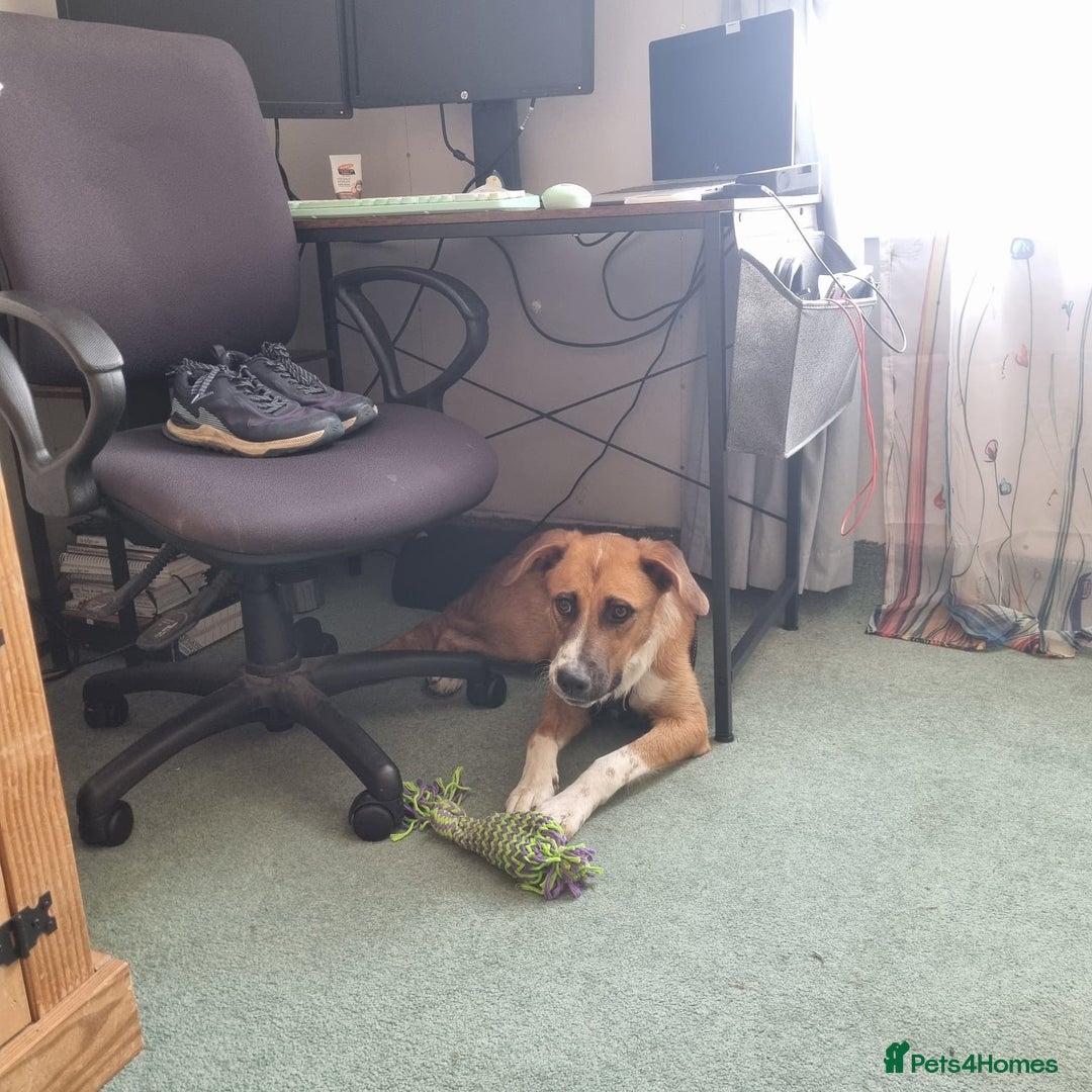 Mixed Breed dogs for adoption: Sweet Armin looking for LOvE - Image 25