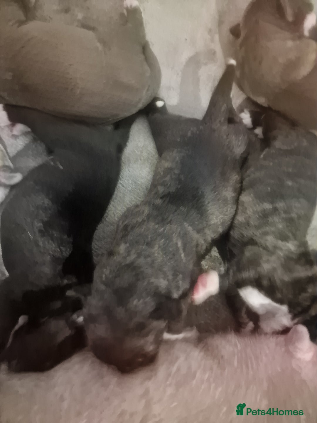Mixed Breed dogs for sale: Amazing puppys  - Image 8