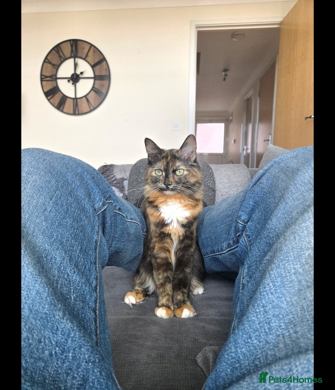 Mixed Breed cats for sale: Beautiful playful and cuddly girl - Advert 5