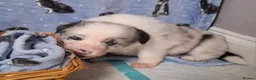 Border Collie dogs for sale: Border Collie Puppies blue eyes Tri Colour merle - Advert 25