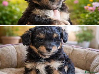 Mixed Breed dogs Pomchipoo, ready now. - Advert 10