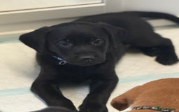 Labrador Retriever dogs for sale: Beautiful Labrador puppies for sale  - Image 7