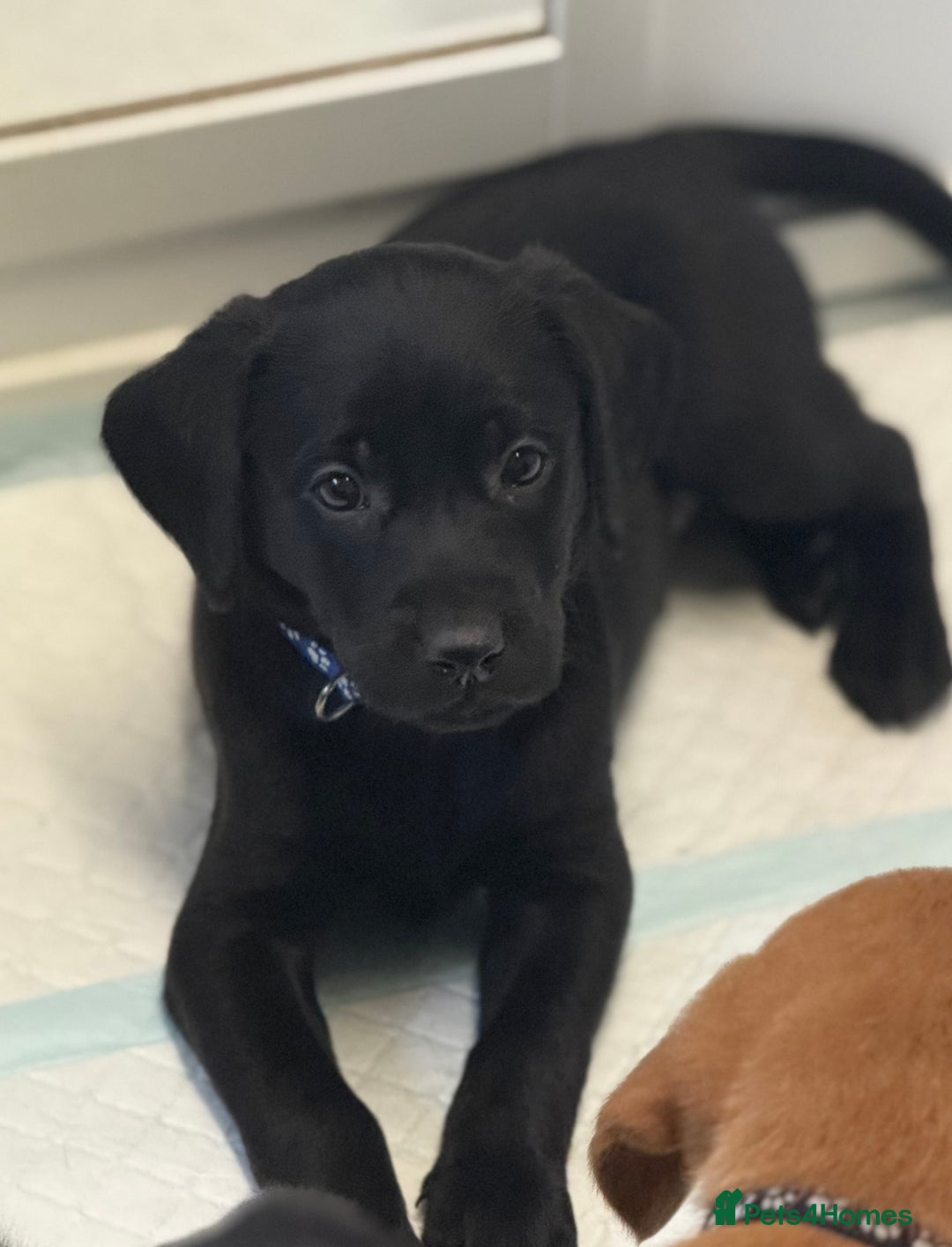 Labrador Retriever dogs for sale: Beautiful Labrador puppies for sale  - Image 7