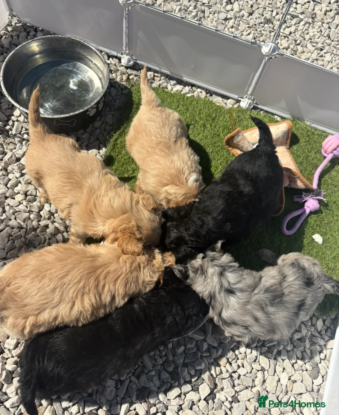 Mixed Breed dogs for sale: Ready to leave!!! - Advert 1